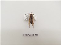 藏品(日本長腳蜂)的圖片